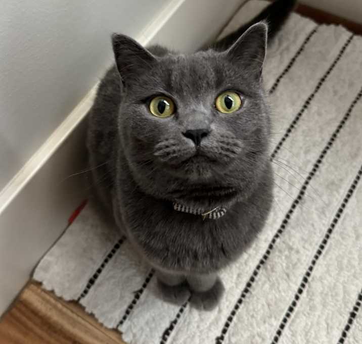 Photo of Luna