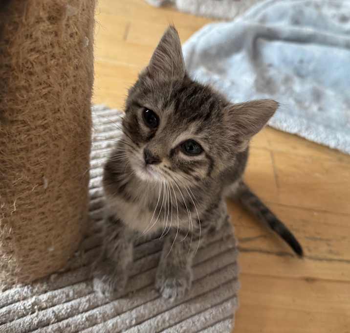 Photo of Kitties