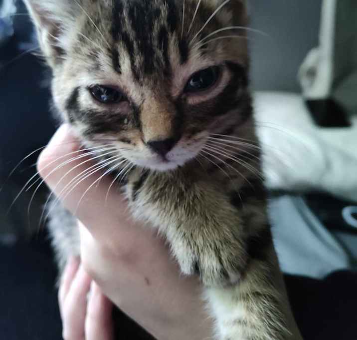 Photo of Barley