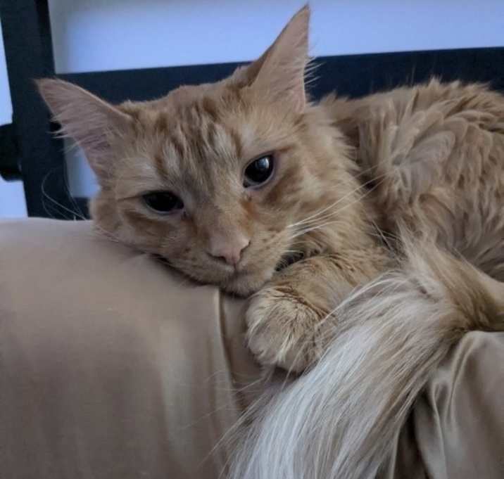 Photo of Mister Squash