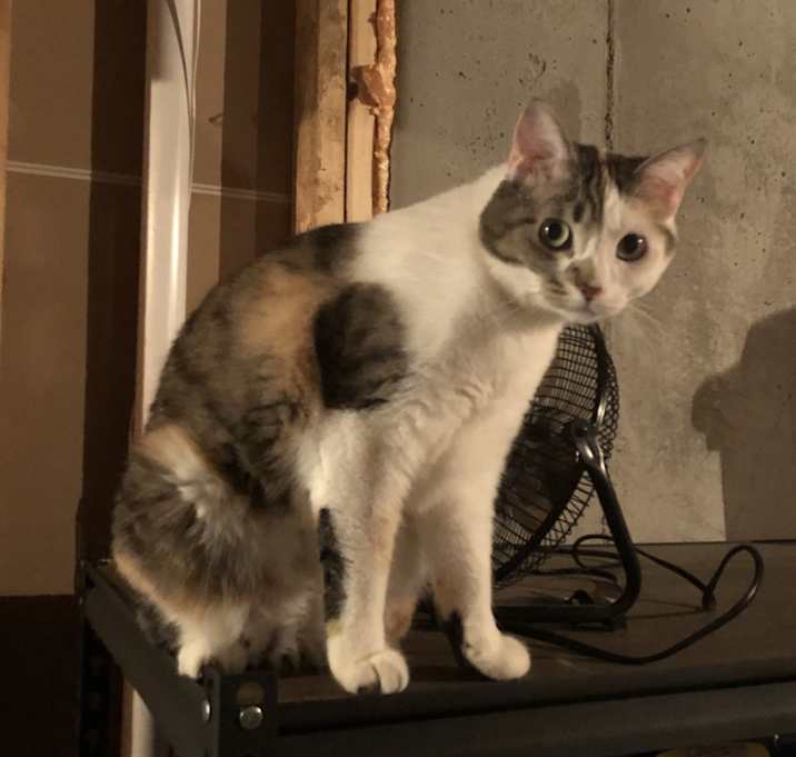 Photo of Poppy