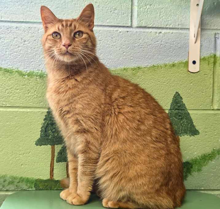 Photo of Rusty
