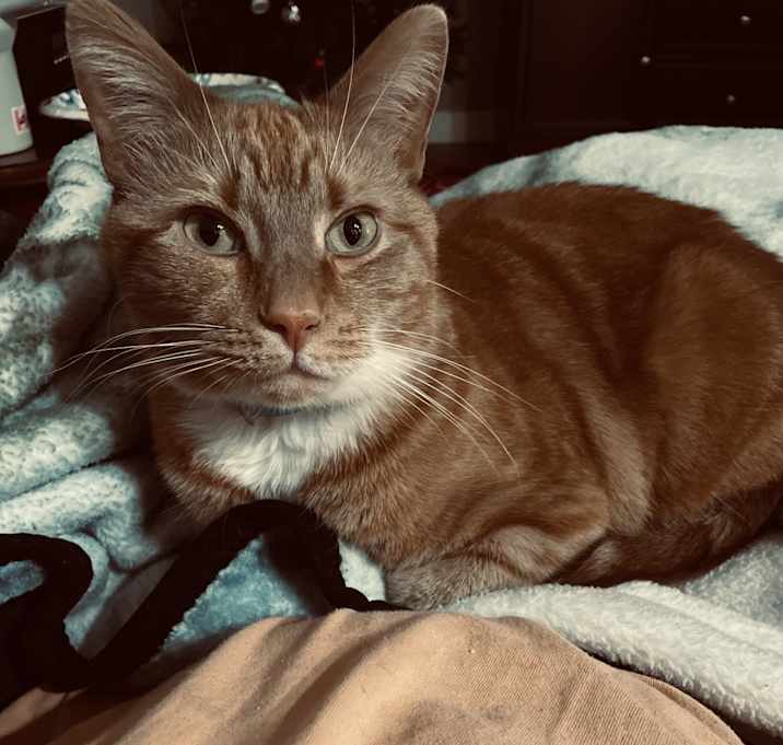 Photo of Leo