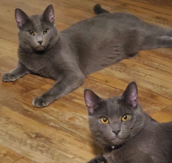Photo of Tom and Jerry