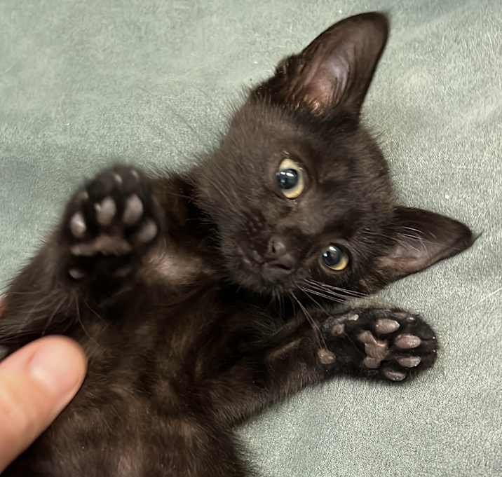 Photo of Lil' Squeaks the Snuggler