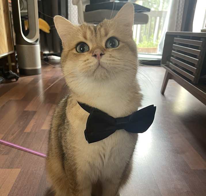 Photo of Meelo