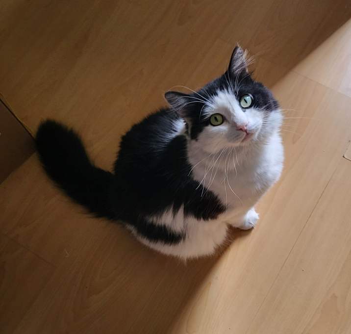 Photo of Lucci (pronounced Lew-Chi)