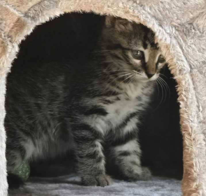Photo of Koa