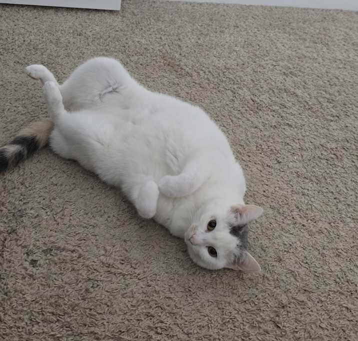 Photo of Potato