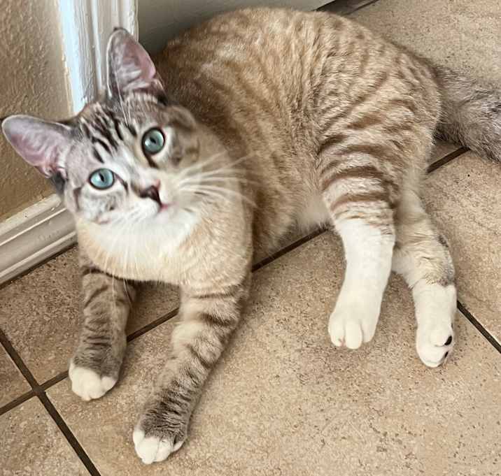 Photo of Jackie’s Siamese 1