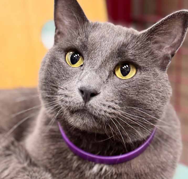 Photo of Gandalf