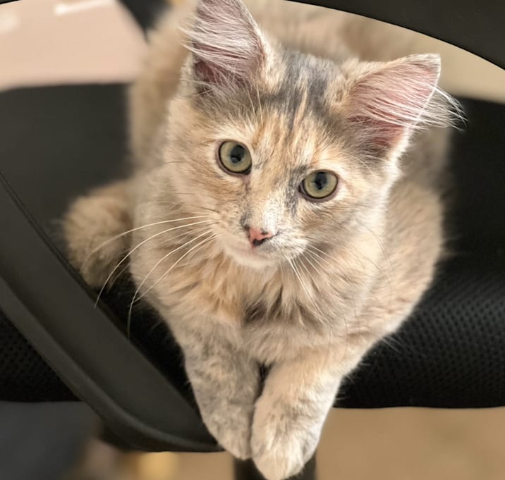 Photo of Mochi