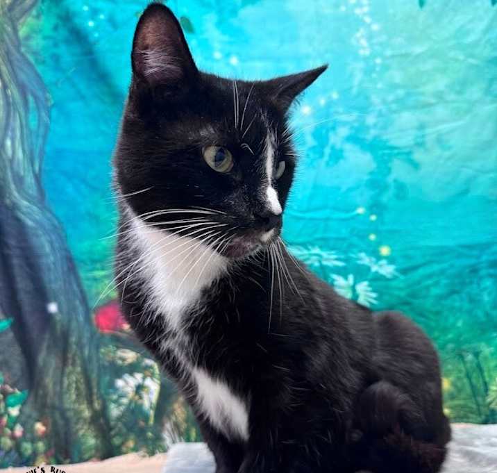Photo of PawPaw