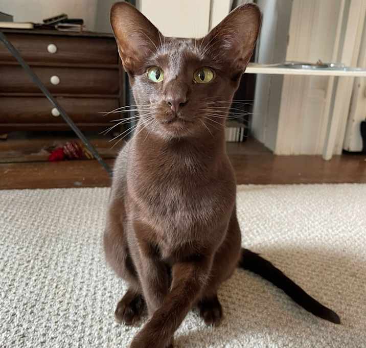 Photo of Cocoa