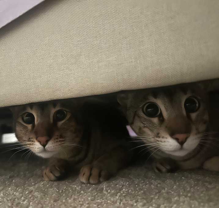 Photo of Yoongi and Sugar