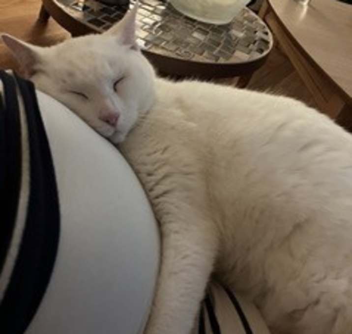 Photo of Miss Kitty
