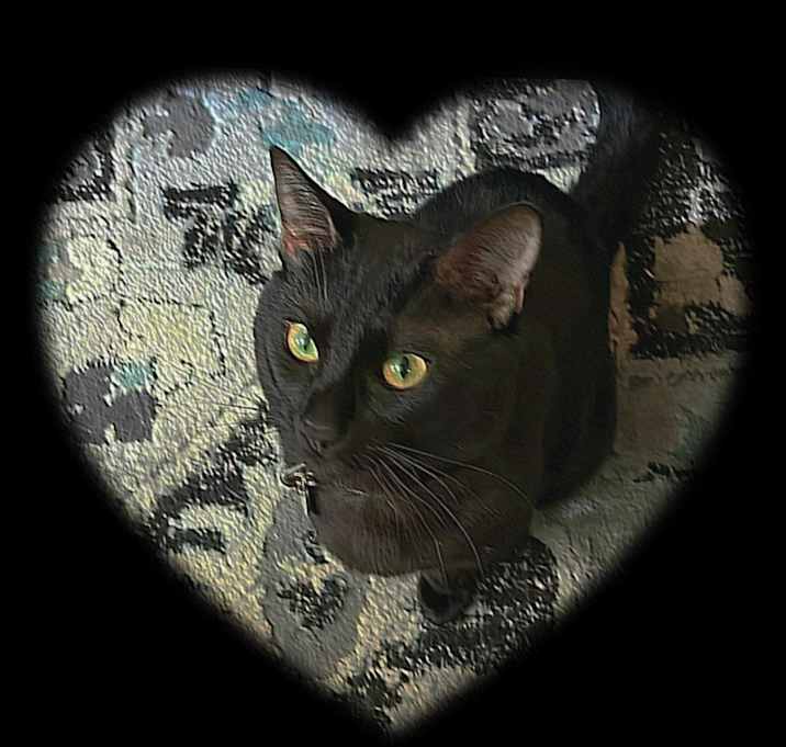 Photo of Onyx