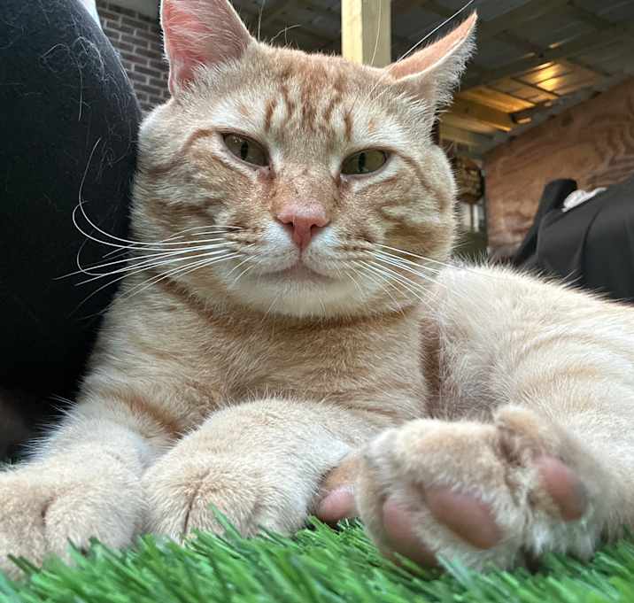 Photo of Mr. Orange