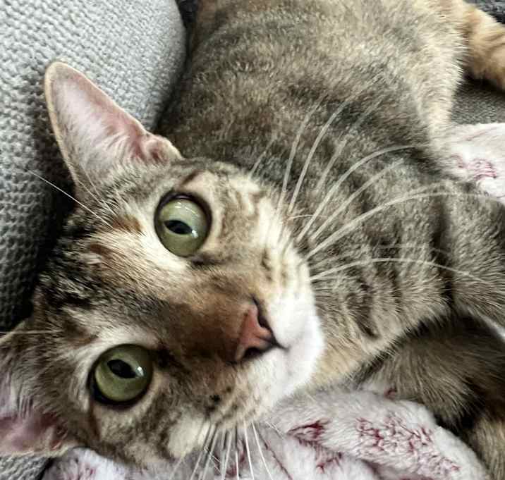 Photo of Ginger