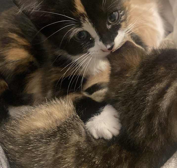 Photo of Clover (Moxie Kit #3)
