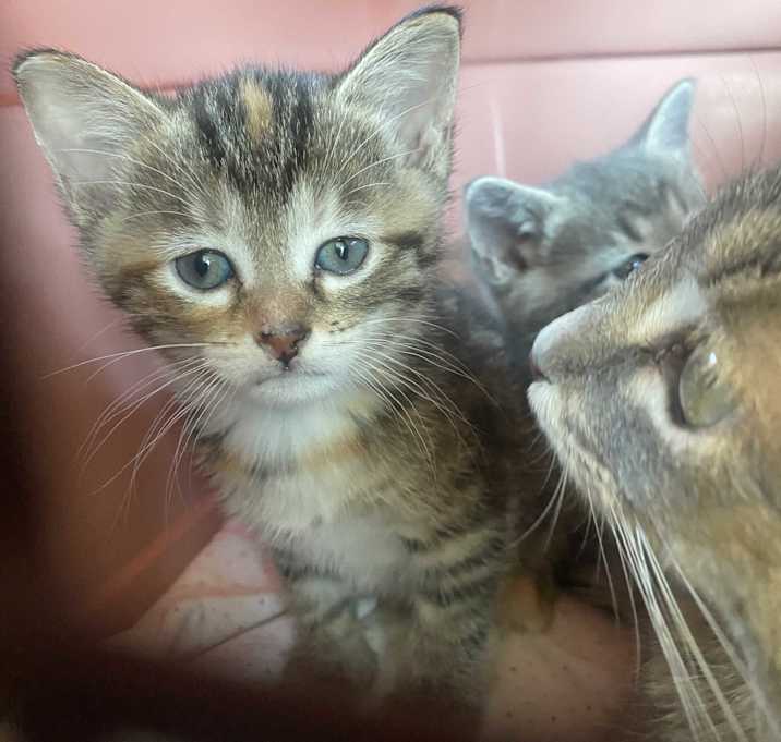 Photo of Ember (Moxie Kit #5)