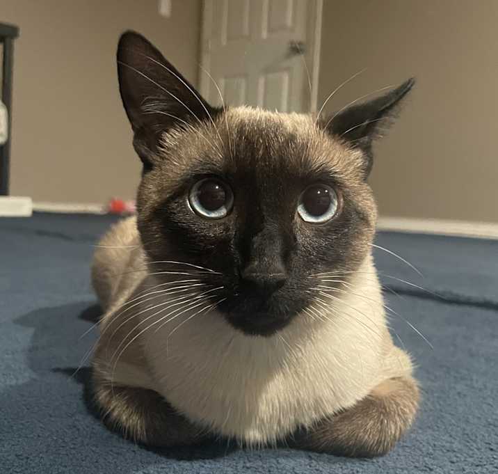Photo of Chubs