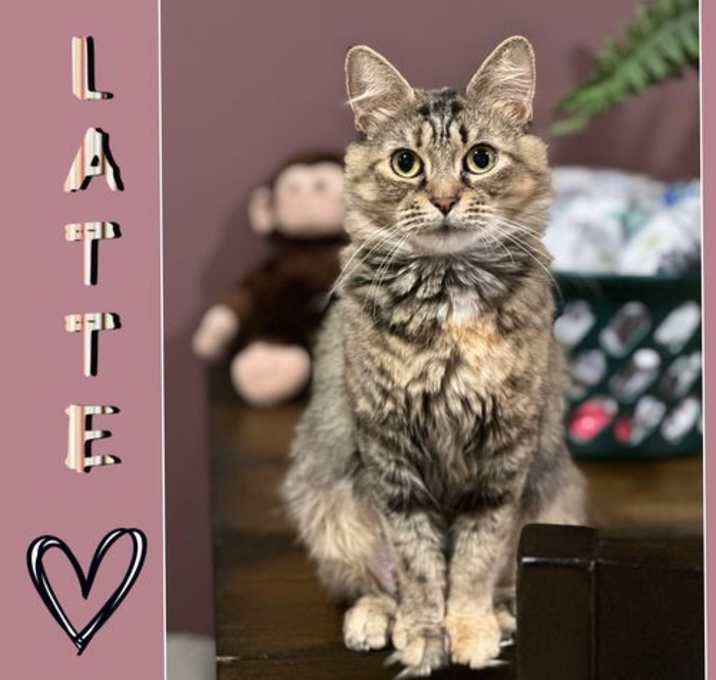 Photo of Latte & Mocha (darling mother & daughter duo)