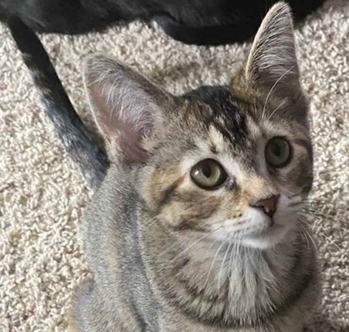Photo of Snuggle Muffin