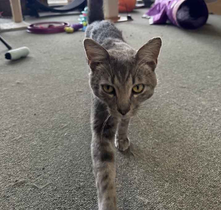 Photo of Chowder