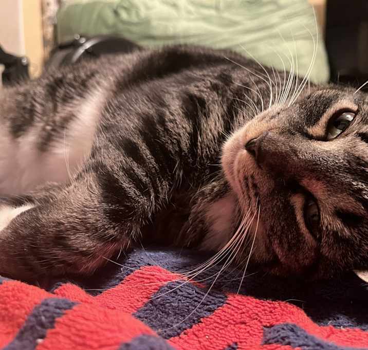 Photo of Cotton