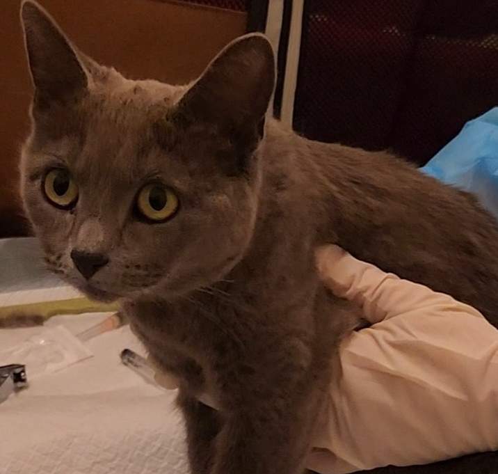 Photo of Gemma-Mom to 4