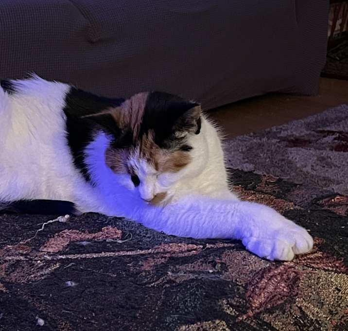 Photo of Harley
