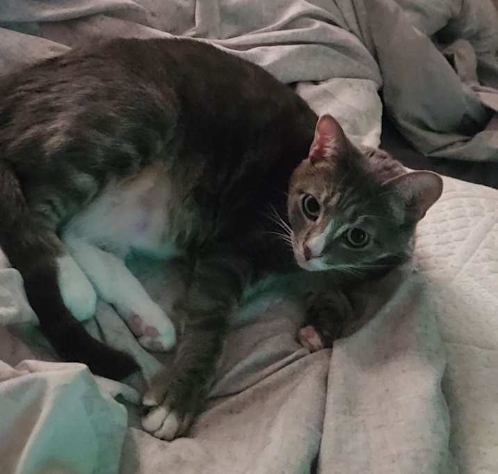 Photo of Nala