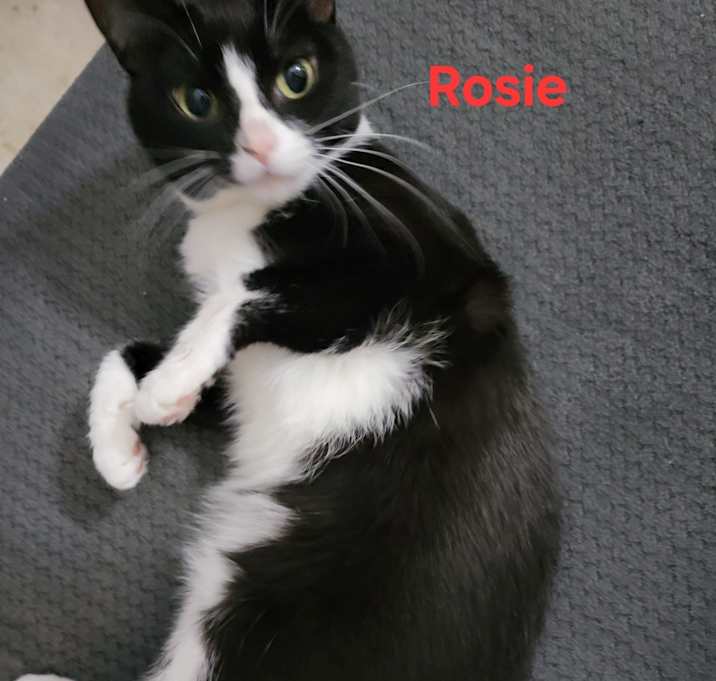 Photo of Rosie and Oreo
