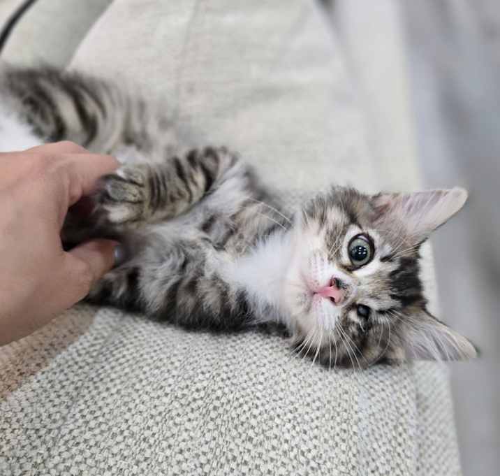 Photo of Twix