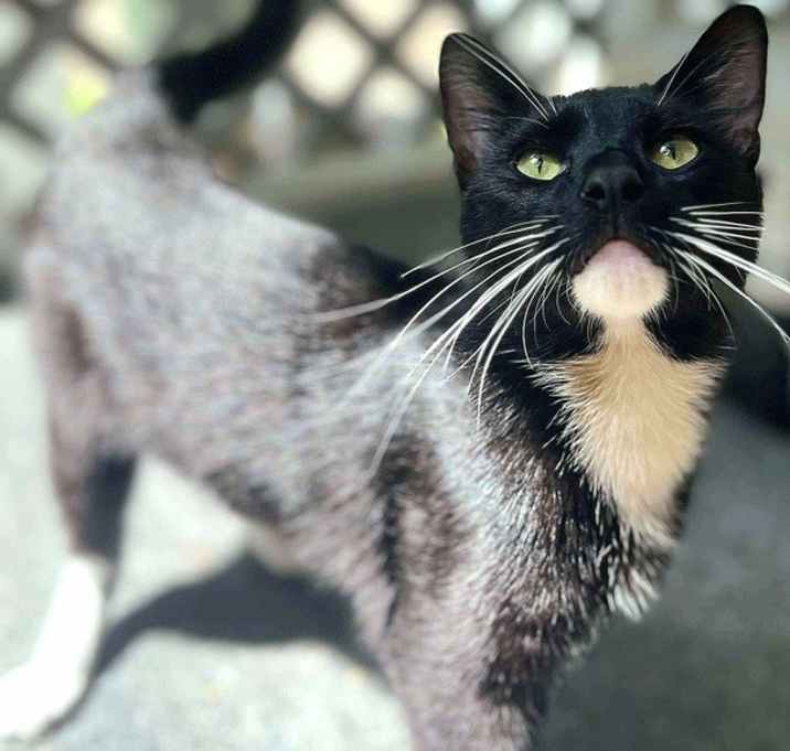 Photo of Basil