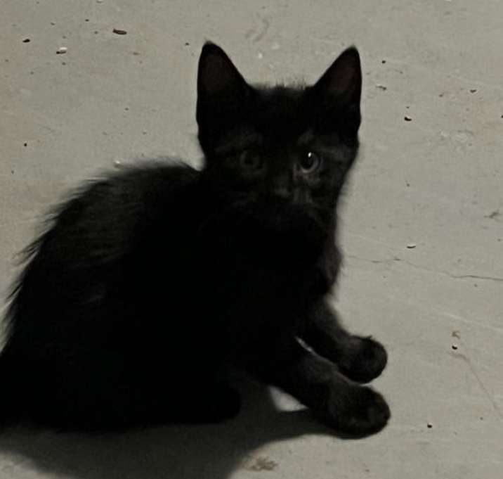 Photo of Luna