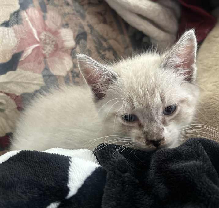 Photo of Simon