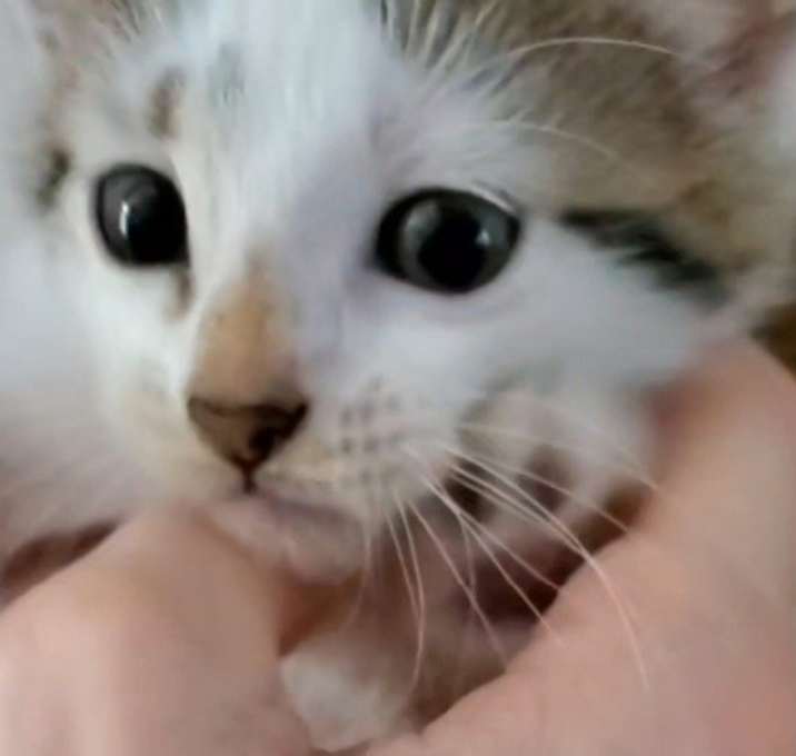 Photo of Caliby & white tabby kittens boys and girls