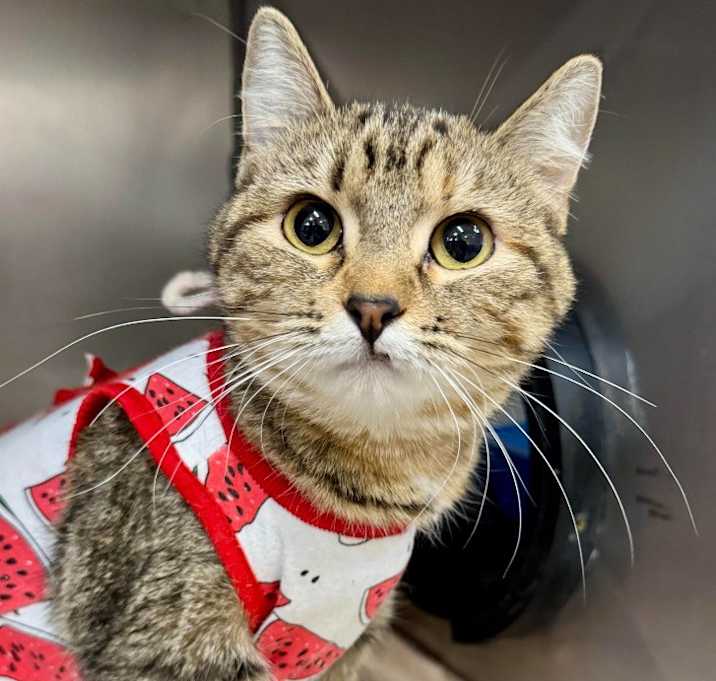 Photo of Meowgarita