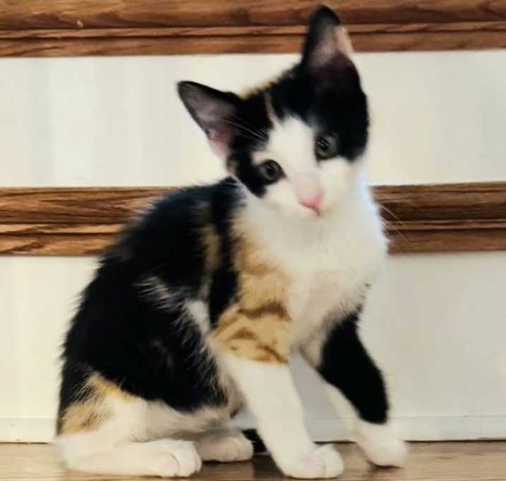 Photo of KITTEN GINYU