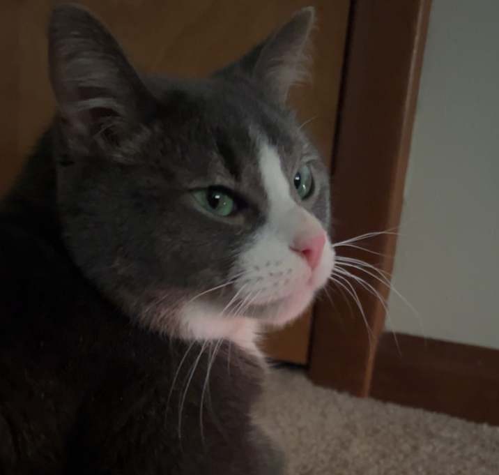 Photo of Captain Levi