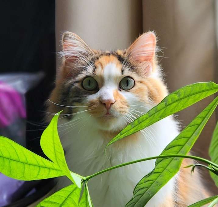 Photo of Cali