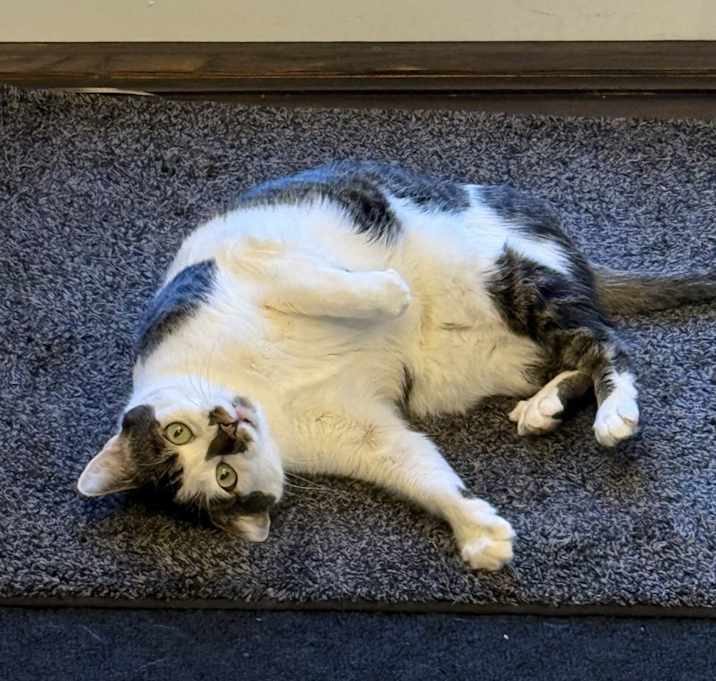 Photo of Gracie