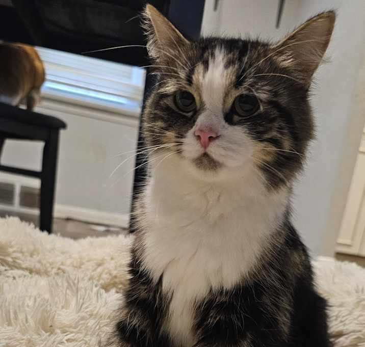 Photo of Snowy