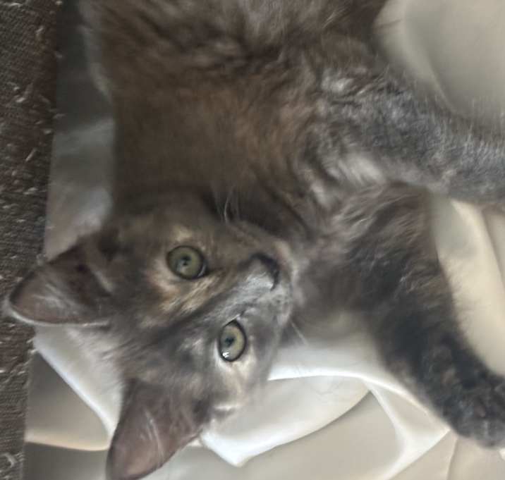 Photo of Arson