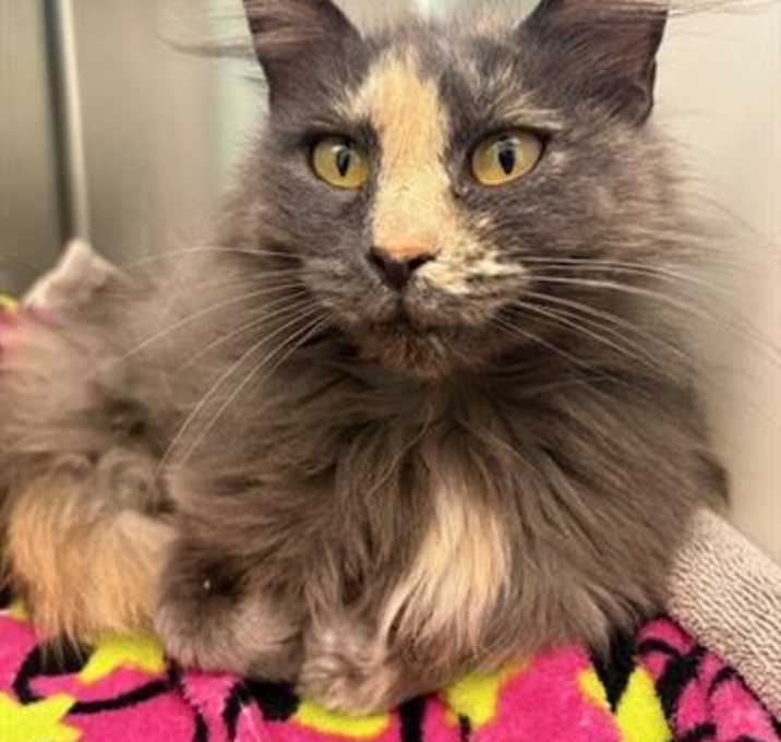 Photo of *ZELDA