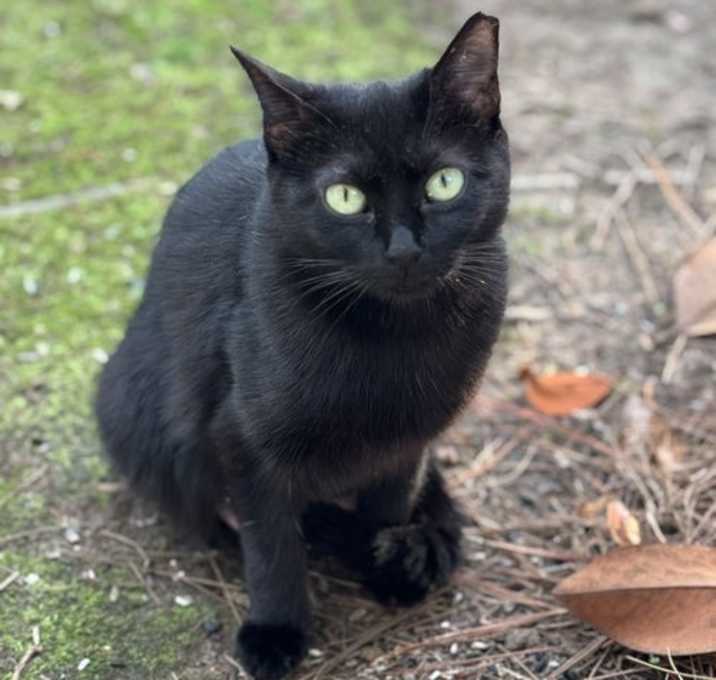 Photo of Kitty Boo