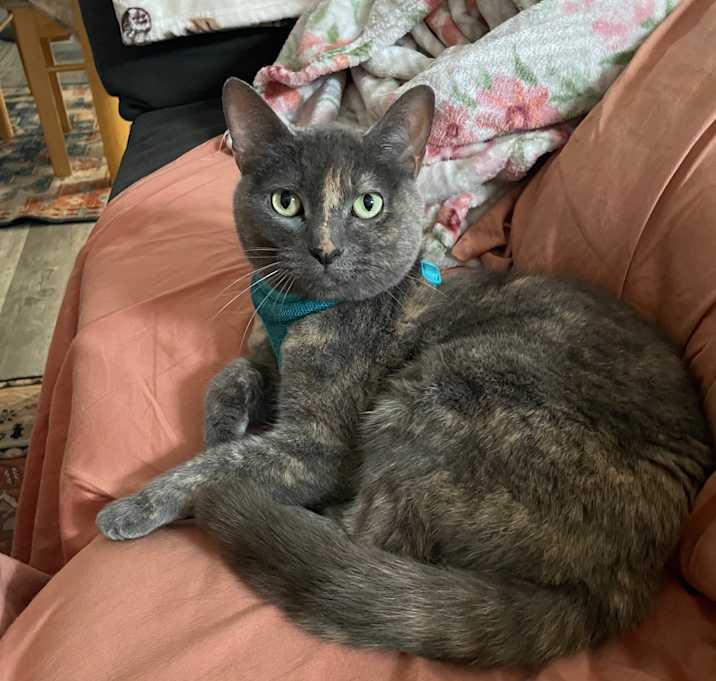 Photo of Lupin