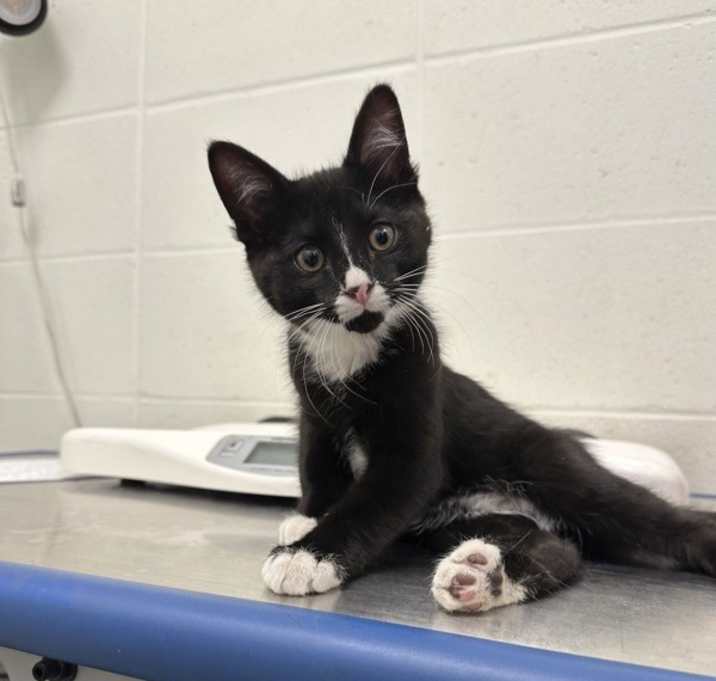 Photo of Echo